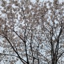 삼회리파라다이스 네이버블로그