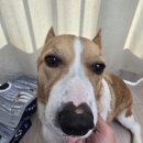 한결같은 동물병원 | 강아지처방사료 닥터독 Vet's Choice 베츠초이스 하이포알러제닉 피부모질 플러스 후기