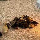 망상농장 이미지