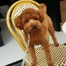 비키펫 살롱 이미지