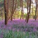 송림하늘안 이미지