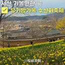 수당리 | [서산 가볼만한 곳] 2026 서산 유기방가옥 수선화 축제 일정, 입장료, 꿀팁 ! (3/29 방문)