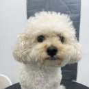 멍그라미 이발소 | 창원 팔용동]애견미용/푸들크라운컷/멍그라미이발소