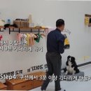 낭창한 강아지 이미지