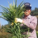 목련@사랑 이미지