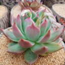 마리아 농장 이미지