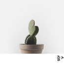 7번가피자서울대 이미지