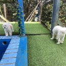 탄탄하개 유치원 이미지