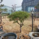 하얀민들레 이미지