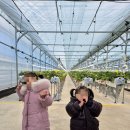 아름다운농장 | 아이들과 향긋한 설향 딸기로 가득한 코알라 딸기농장에 다녀왔어요.(예약, 주차, 딸기농장 체험 후기)