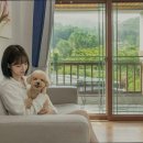 하이몽 이미지