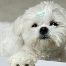 오븐앤도그 이미지