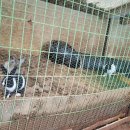 조은목장 이미지