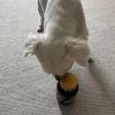 댕댕이 펫카 | [노견 심장영양제 펫카소 애견 종합영양제 멀티파워]