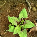 영월농장 이미지