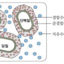 식품 부패는 물질내 결합수 아닌 자유수 과다의 문제 이미지