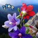 고갯마루 Daum카페
