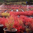 뿌리목장 이미지