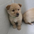 우리두리 이미지