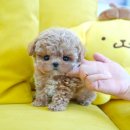 부산강아지분양 테디럽 명지본점 이미지