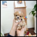 유앤미펫고양이분양강아지분양