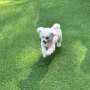 애견은 내친구 | 시흥 애견카페 추천 시흥 애견운동장 겸비한 '영화산장 애견카페' 솔직후기