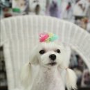 몽퍼피 이미지
