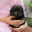 미유펫 강아지애견미용 이미지