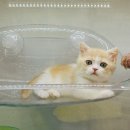 고양이분양 꽃개와 꽃냥 인천 청라점 이미지