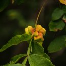 Re: 한약의 대변신.. herb의 anti-nutrient 제거, efficacy, potency 증진 방법 탐구!! 이미지