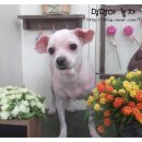 큐리애견 이미지