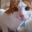 크로바세탁소 이미지