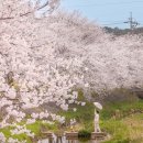합덕상회 | 당진 벚꽃명소 추천｜벚꽃+감성카페+여행코스까지 한 번에 다녀오기 좋은 곳