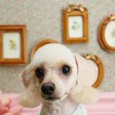 바둑이 애견 이미지