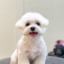 Grooming574 이미지