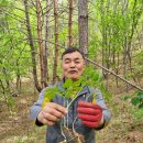 심 산행과 더덕 삼겹살구이 이미지