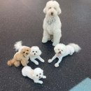 퍼피쿼터스 이미지