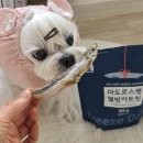 주니펫 | 강아지 열빙어 간식 추천, 씹는 재미 가득한 생선 간식 마도로스펫 후기