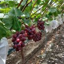 명품과일 이미지