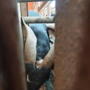 남원흑염소농장 2농장 이미지