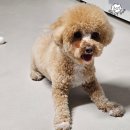 애견미용 예약 후기 강남 켈리독 말티푸 미용 가격 2만원대!
