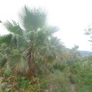 모네정원 이미지