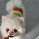 하이디코리아 | 강아지 없어도 OK! 간식 강요 없는 동탄 애견카페 '하이디펫' 방문기