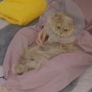 두부두부캣묭실 이미지