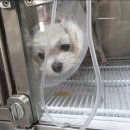 빛고을 동물의료센터 이미지