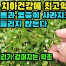 별꽃(번루)--장수의 조건인 잇몸과 치아 건강에 탁월, 수전증, 파킨슨병, 뇌질환, 치매를 예방하는 작지만 놀라운 약초 조회수 15만회 이미지