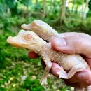 (주)알비노