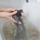 뜰안에냥 이미지