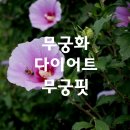 무궁화 다이어트 효과 무궁핏 성분 후기 부작용 섭취방법
