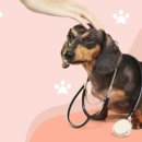 청사동물메디컬센타 이미지